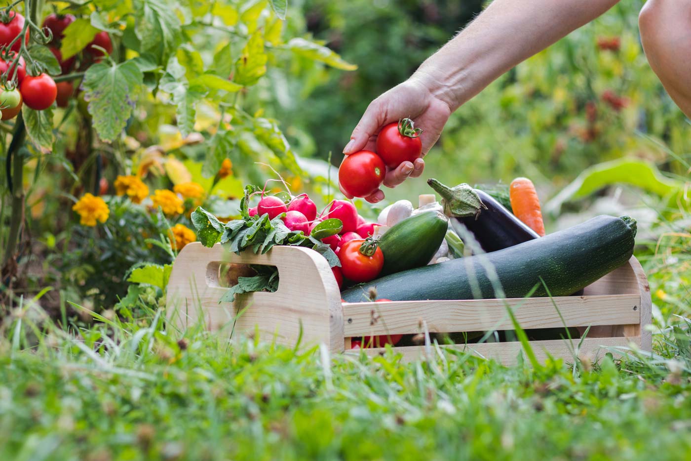 Come creare l'orto nel giardino della tua villa – Parte 2 - Meriggi - Ville  in Brianza